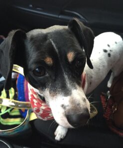 Trader Joe's Glucosamine Chondroitin for Dogs 14 71kGMajebsL