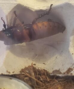 Josh's Frogs Male Madagascar Hissing Cockroach (Gromphadorhina portentosa) 40 71kGubH6nvL
