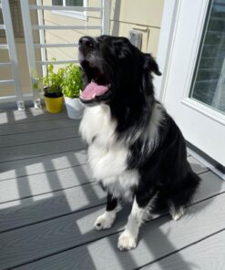 Purina Pro Plan Sensitive Skin and Stomach Dog Food Salmon and Rice Formula - 30 lb. Bag Salmon & Rice 30.00 Pound (Pack of 1) 32 71kJfaX5EqL