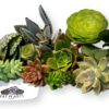 FATPLANTS 10 Living Succulent Cuttings 3 71kJmI9 K9L