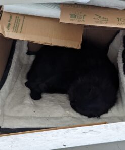 Rocco & Roxie Stain & Odor Eliminator for Strong Odor - Enzyme Pet Odor Eliminator for Home - Carpet Stain Remover for Cats and Dog Pee - Enzymatic Cat Urine Destroyer - Carpet Cleaner Spray (Gallon) Gallon 40 71kKme0s9CL