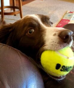 SqueakAir Ball Large Large (Pack of 1) Standard Packaging 27 71kKrtctFiL