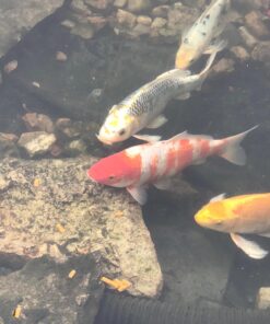 TetraPond Koi Vibrance, Soft Sticks, Easy to Digest Floating Pond Food, 16.5 lbs 20 71kLXGKKeUL