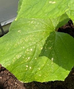 Neem Bliss - Pure Neem Oil for Plants - Organic Neem Oil Spray for Plants, 100% Cold Pressed Neem Oil - OMRI Listed Pure Neem Oil - All-Natural Neem Oil Concentrate Leaf Polish For Plants (16 Fl Oz) 16 Fl Oz 39 71kMljeFApL