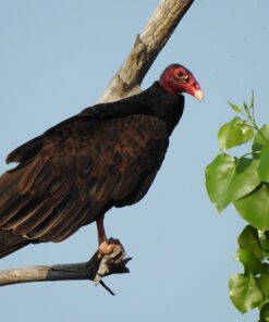 Nikon COOLPIX P900 Digital Camera (Black) 88 71kNX5szwEL