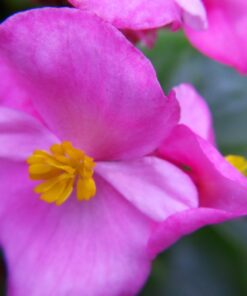 4K Video Camera Camcorder, 30MP UHD Wifi IR Night Vision Video Recorder with IR Flashlight, Vlogging Camera for YouTube Filming, 30X Digital Zoom Touch Screen Video Camera with Remote, Wide Angle 62 71kP3bVcZtL