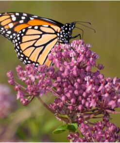 Seed Needs, Swamp Milkweed Seed Packet Collection (2 Varieties of Asclepias for Planting and Attracting Monarch Butterflies) Heirloom, Untreated & Open Pollinated 25 71kPaVPPZ L