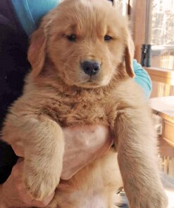 BULKSUPPLEMENTS.COM Ascorbic Acid Powder - Vitamin C Powder, Pure Vitamin C Ascorbic Acid, 1000mg Vitamin C - Powdered Vitamin C, Food Grade & Gluten Free - 1000mg per Serving, 250g (8.8 oz) 8.8 Ounce (Pack of 1) 16 71kQUrSUbkL