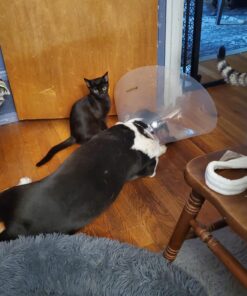 Pet MD - Dog Ear Cleaner Wipes - Otic Cleanser for Dogs to Stop Ear Itching, and Infections with Aloe and Eucalyptus - 100 Count 39 71kQi9Hb2xL