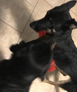 KONG - Squeezz Stick - Strong Squeaky Dog Toy, Squeaks even if punctured - For Large Dogs (Assorted Colors) 27 71kRONXKMIL