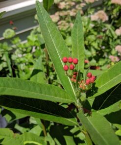 Seed Needs, Milkweed Seed Packet Collection to Attract Monarch Butterflies (6 Individual Seed Varieties to Plant) Heirloom & Untreated Seeds 6 Pack 33 71kUhagJvuL