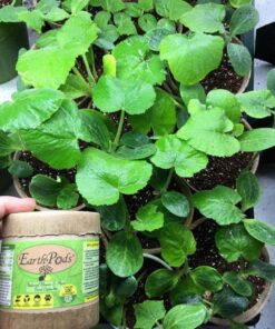 TeaDrops Organic All Purpose Plant Fertilizer – 16 Liquid Indoor House Plant Food Packets – Make up to 32 Gallons (Easy use in Watering Can & Containers, Ecofriendly) All Purpose Fertilizer 46 71kVp4hh7ML