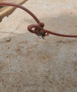 BV Dog Tie Out Cable 30 Feet - Dog Leads for Yard Heavy Duty - Up to 125 Pounds | Tie Out Cable for Dogs, Reflective Dog Lead, Dog Cable 30ft | Rust Free Dog Chain Outdoor | Dog Chain for Yard (Red) 125lbs/ 30ft/ Red 30 71kaJztUcsL