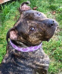 Life Line Pet Nutrition Wild Alaskan Fish Oil Omega-3 Supplement for Skin & Coat – Supports Brain, Eye & Heart Health in Dogs & Cats, 128oz 29 71kc9amdHGL 1