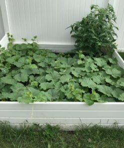 Heirloom Fruit Seeds- Non Hybrid- Real Survival Seeds. Honeydew Green Melon, Banana Melon, Honey Rock Cantaloupe, Watermelon Crimson Sweet, Sugar Baby Watermelon Seeds, Hales Best Jumbo Melon,Non GMO 39 71kePhR6HGL