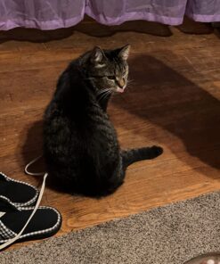 Adams Carpet Powder With Linalool and Nylar, Kills Fleas and Ticks On Contact, Kills All Stages of the Flea Life Cycle, 30 Day Protection, Freshens and Deodorizes, Treats Up to 400 Sq Ft, 1LB Carpet Powder Only 20 71ket20xltL