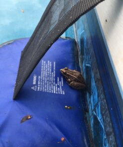 SWIMLINE HYDROTOOLS ORIGINAL 70200 FrogLog Animal Saving Escape Ramp For Pools & Spas | For All Small Animals Entering The Pool | Heavy Duty Material & Long Lasting | Reduces Pool Maintenance Blue 29 71kfyMDuskL