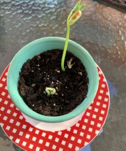 Espoma Organic Potting Soil Mix - All Natural Potting Mix For All Indoor & Outdoor Containers Including Herbs & Vegetables. For Organic Gardening, 8qt. bag. Pack of 1 59 71kk3Cx2yrL 1