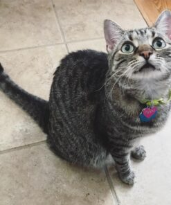 Natural Balance Original Ultra Platefulls Indoor Adult Grain Free Wet Cat Food, Chicken & Chicken Liver Recipe, 3 Ounce Pouch (Pack of 24) 19 71km443HluL