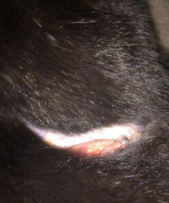 Structured Colloidal Silver Gel for Burns and Wounds - Cooling Silver Extra Strength 35ppm Silver Gel 35 71kmNVdX3xL