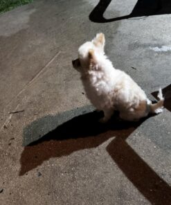 AIRROBO Dog Hair Vacuum & Dog Grooming Kit, 12000Pa Strong Pet Grooming Vacuum, 2L Large Capacity Dog Vacuum for Shedding Grooming Hair, Quiet, 5 Pet Grooming Tools, PG100 46 71kn7dGh0gL