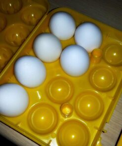 Coghlan's Egg Holder 12 Eggs 39 71knKlhFVHL