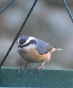 Woodlink Going Green Platform Bird Feeder Model GGPLAT 62 71knghrUi4L