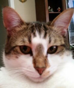 Purina Fancy Feast Tender Chicken and Liver Feast Classic Grain Free Wet Cat Food Pate - (24) 3 oz. Cans Liver & Chicken 3 Ounce (Pack of 24) 29 71koAXMleHL