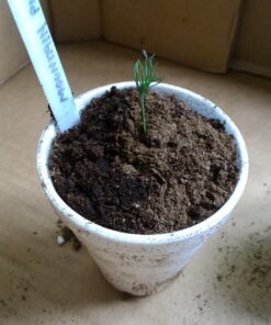 Plant Theatre Bonsai Tree Kit - Indoor Plant Growing Kit w/ 3 Mini Bonsai Seed Packs, 6 Pots, 6 Peat Discs and 6 Propagator Bags - Gardening Gifts for Men, Women and Room Decor - Crafts for Adults 48 71kpBY9r87L