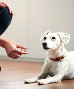 Milk-Bone MaroSnacks Large Dog Treats With Bone Marrow, 58 Ounces Beef 58 Ounce (Pack of 1) 21 71kpPEN0IjS 1