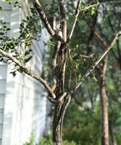 Safari Ltd. Cobra Figurine - Detailed 36" Flexible, Plastic Model Figure - Fun Educational Play Toy for Boys, Girls & Kids Ages 18 Months+ 38 71kptKhCxXL