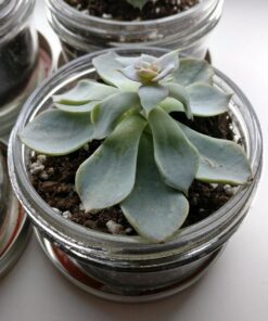 Kerr Wide Mouth Half-Pint Glass Mason Jars 8-Ounces with Lids and Bands 12-Count per Case (1-Case) 36 71kqwEuCDL