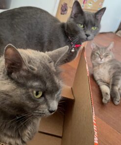 Purina ONE Natural Dry Cat Food, Tender Selects Blend With Real Salmon - 16 lb. Bag 16.00 Pound (Pack of 1) 44 71kuPcgx0BL