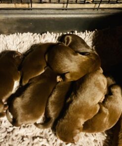 Royal Canin Labrador Retriever Puppy Breed Specific Dry Dog Food, 30 lb. bag 38 71kvGkobyRL