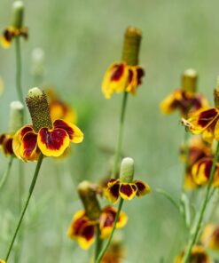 Outsidepride Ratibida Mexican Hat Wild Flower Attractant & Pollinator for Bees & Butterflies - 5000 Seeds 11 71kxmO8MkhL