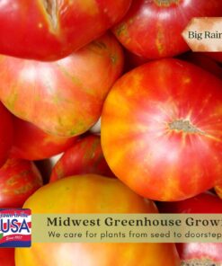 Clovers Garden Big Rainbow Tomato Plant – Two (2) Live Plants – Not Seeds –Each 5" to 7" Tall- in 3.5 Inch Pots 11 71kzx2eBKuL