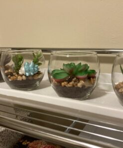 MyGift Assorted Artificial Succulent Fake Plant in Small Clear Glass Display Vases, Set of 4 34 71l0AutfQeL