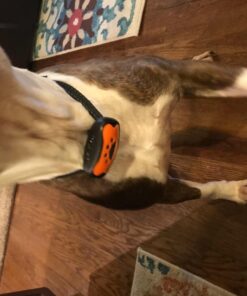 Dog Bark Collar - Stop Dogs Barking Fast! Safe Anti Barking Devices Training Control Collars, Small, Medium and Large pet deterrent. No shock, remote or citronella. Sound, vibration training device 36 71l0YSEUiiL