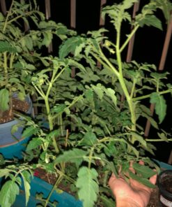 English "Vera" Lavender Seeds for Planting, 1000+ Seeds Per Packet, (Isla's Garden Seeds), Non GMO & Heirloom Seeds, Botanical Name: Lavandula angustifolia, Great Herb Garden Gift 26 71l0cah5AYL