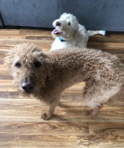 Humane Dog Bark Collar 2 Pack | Anti Barking Training Collar | Vibrating, No Shock Stop Barking for Small Medium Large Dogs | Excessive Barking Pet Corrector, (Battery) Orange & Blue Battery 41 71l190w8FxL