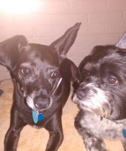 HONEY CARE All-Absorb, X-Large 28" x 34", 40 Count, Dog and Puppy Training Pads, Ultra Absorbent and Odor Eliminating, Leak-Proof 5-Layer Potty Training Pads with Quick-Dry Surface, Blue 32 71l2FUqlqWL