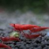 Red Cherry Shrimp - Live Shrimp for Freshwater Aquariums or Tanks - Live Arrival Guarantee (5 Shrimp) 5 Shrimp