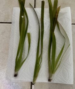 Jungle Vallisneria Rooted Plants 15-20 inches Tall - Easy Background Aquarium Plants 29 71l48BFXXcL