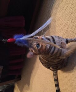 GoCat DaBird Feather Refill, Assorted Colors, Pack of 3 3 Pack 13 71l4rqDBD0L