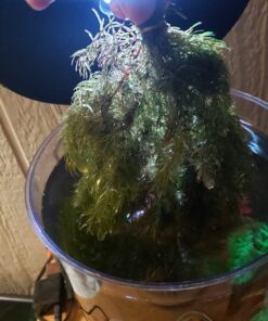 Microsorum Java Fern and Hornwort | Easy Low Light Aquarium Plants 47 71l4y7Y3QaL