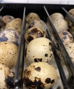 iTavah Egg Incubator, Chicken Incubators for Hatching Eggs with Automatic Egg Turning and Temperature Control, 9-12 Eggs Poultry Hatcher for Chicken Duck Bird 29 71l6CBNw0lL