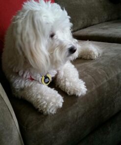 EBPP Advanced Pet Dental Care Water Additive - Premium Cat & Dog Dental Care and Dog Breath Freshener - No Brush Formula Tartar & Plaque Remover for Dogs Teeth 37 71l6vOLzJL