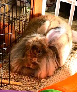 Oxbow Essentials Adult Rabbit Food - All Natural Adult Rabbit Pellets - Veterinarian Recommended- No Seeds, Fruits, or Artificial Ingredients- All Natural Vitamins & Minerals- Made in the USA- 10 lb. 10 Pound (Pack of 1) 36 71l7C9BpMTL