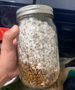 Sterilized Rye Berry Mushroom Substrate in Injectable Quart Jars 7 71l7KE0WOnL