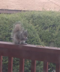 Kaytee Shelled Peanuts For Woodpeckers, Nuthatches, Jays, Towhees, Cardinals, Indigo Buntings & Other Wild Birds, 10 Pound 45 71l8KJe4cOL 2